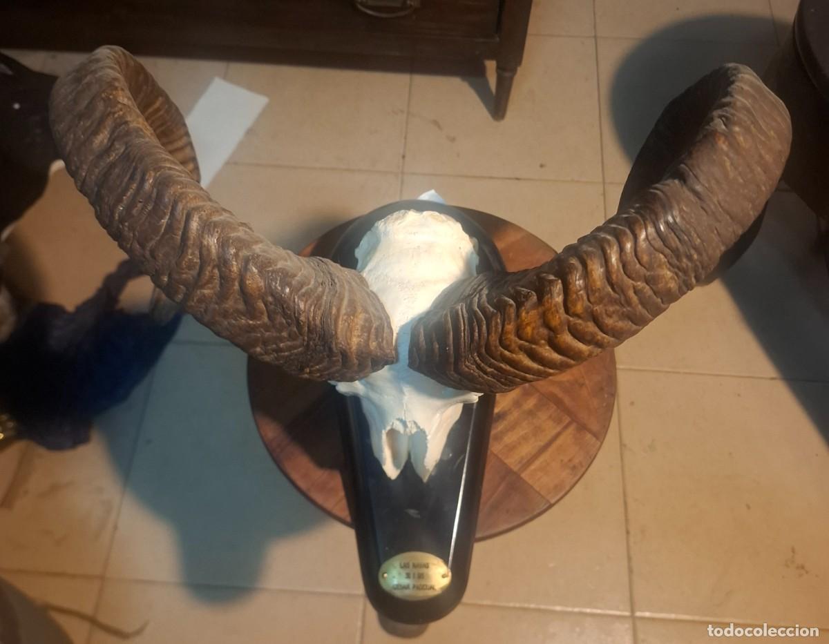 Antig&uuml;edades: Gran trofeo cuernas de muflon.