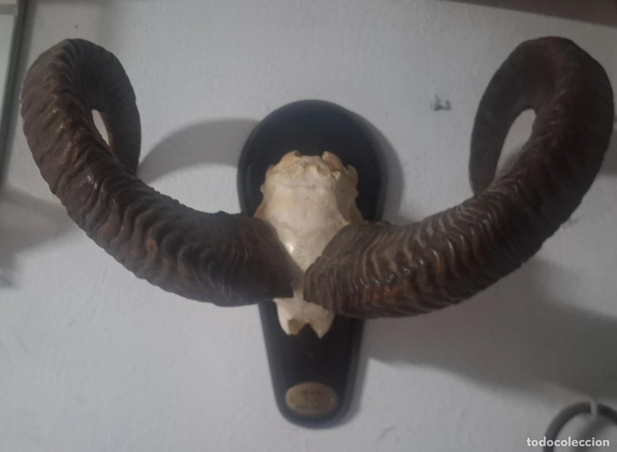Antig&uuml;edades: Gran trofeo cuernas de muflon. - Foto 2