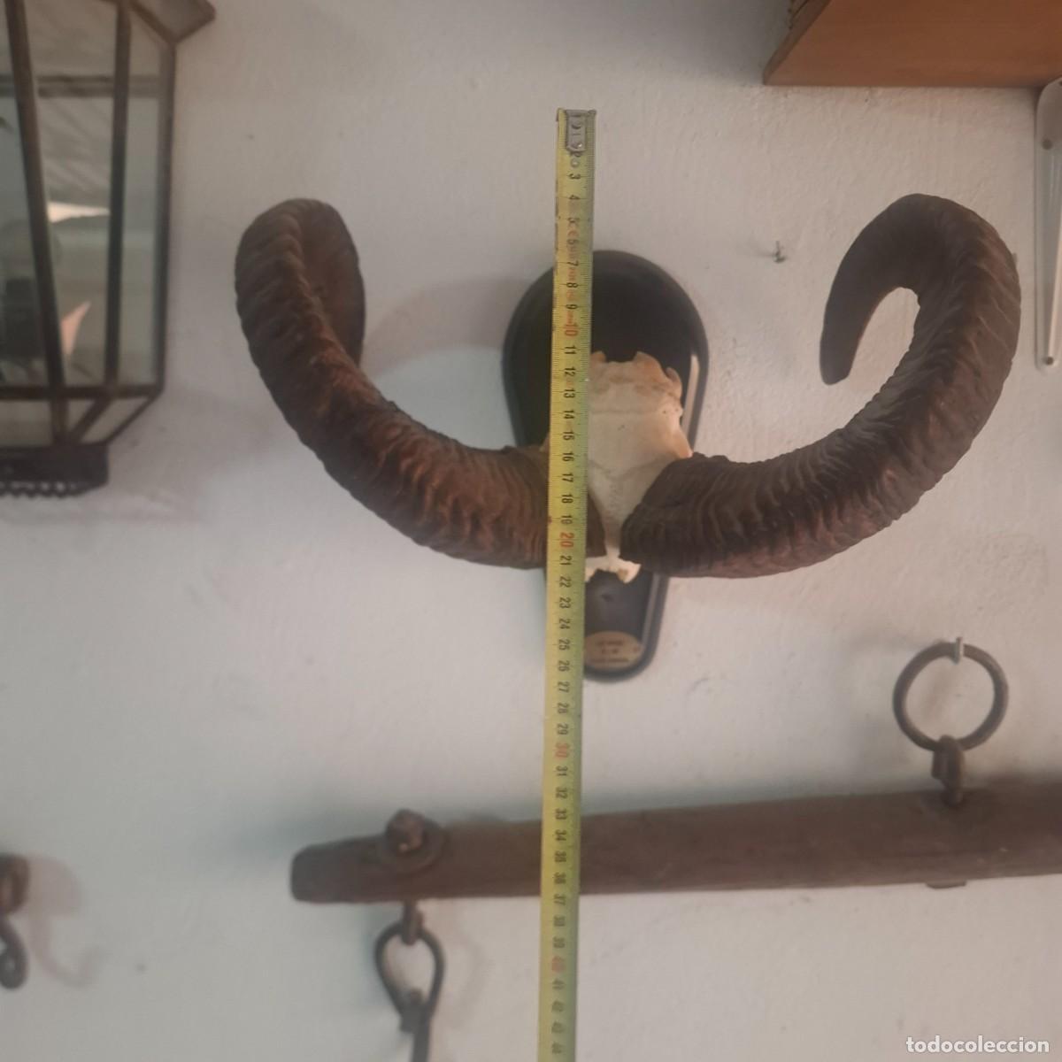 Antig&uuml;edades: Gran trofeo cuernas de muflon. - Foto 3