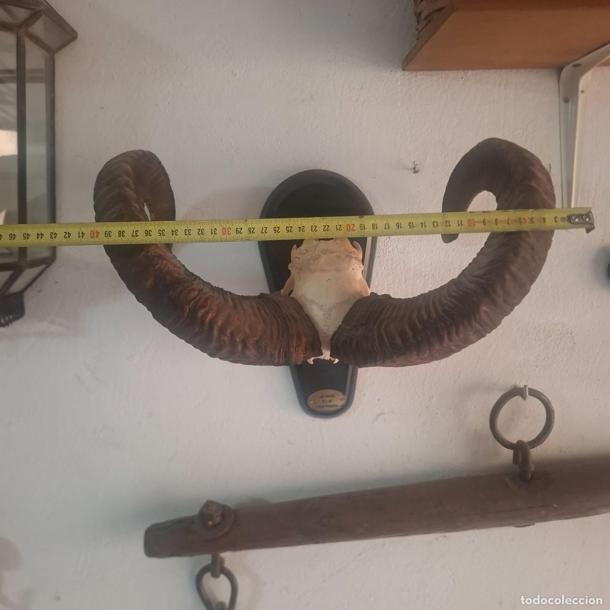 Antig&uuml;edades: Gran trofeo cuernas de muflon. - Foto 4