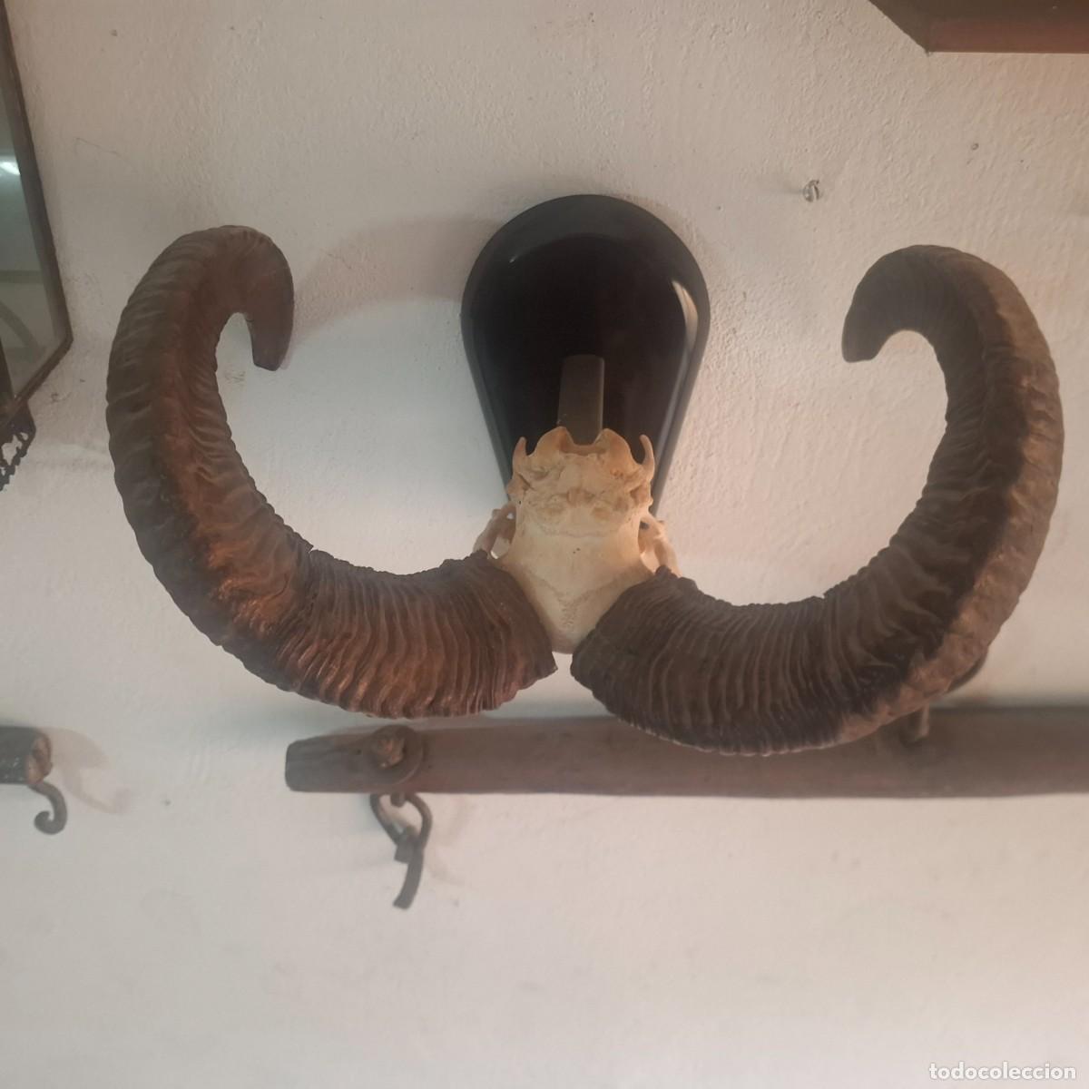 Antig&uuml;edades: Gran trofeo cuernas de muflon. - Foto 5