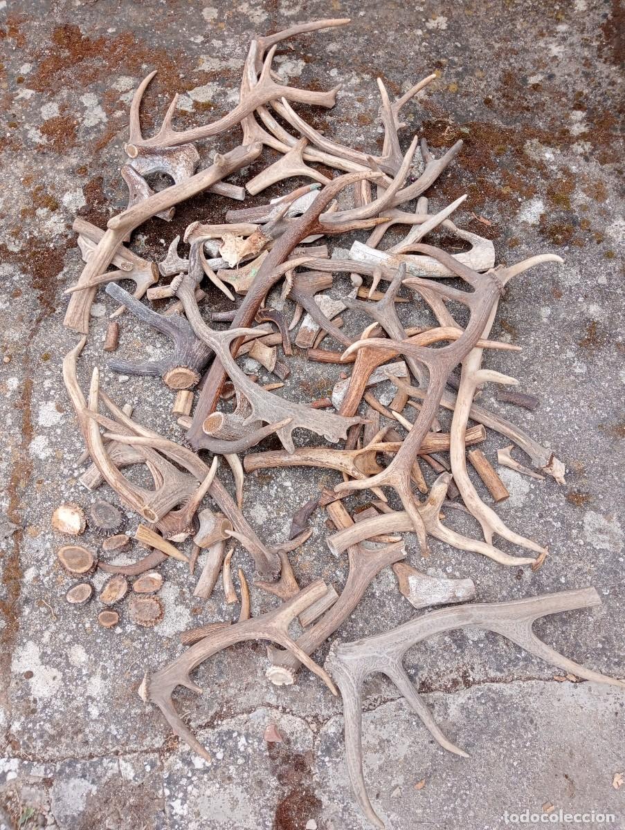 Antig&uuml;edades: CUERNAS DE CIERVO GAMO PARA TRABAJOS ARTESANOS NAVAJAS,CUCHILLOS, LLAVEROS, BASTONES, PALILLEROS