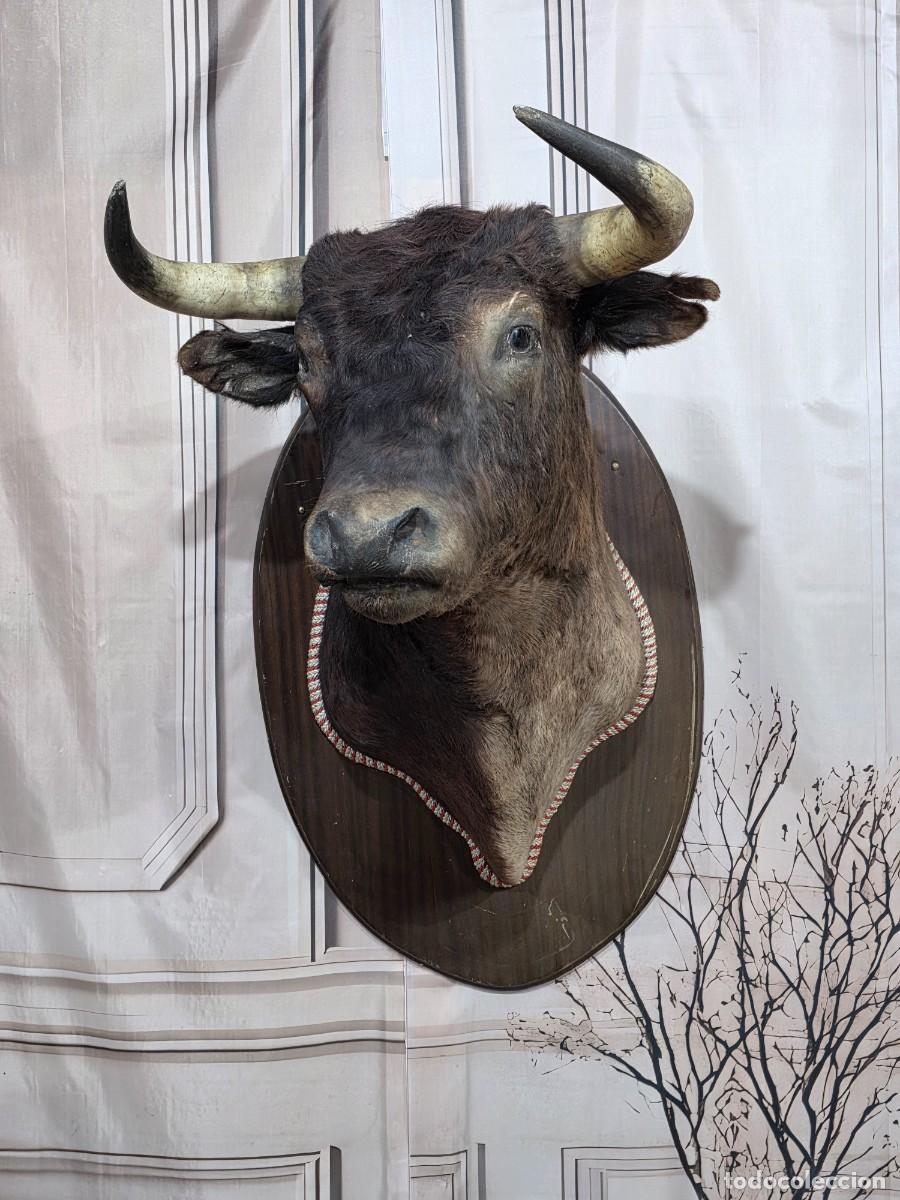 Antig&uuml;edades: Taxidermia cabeza disecada de un toro de lidia (toro bravo)