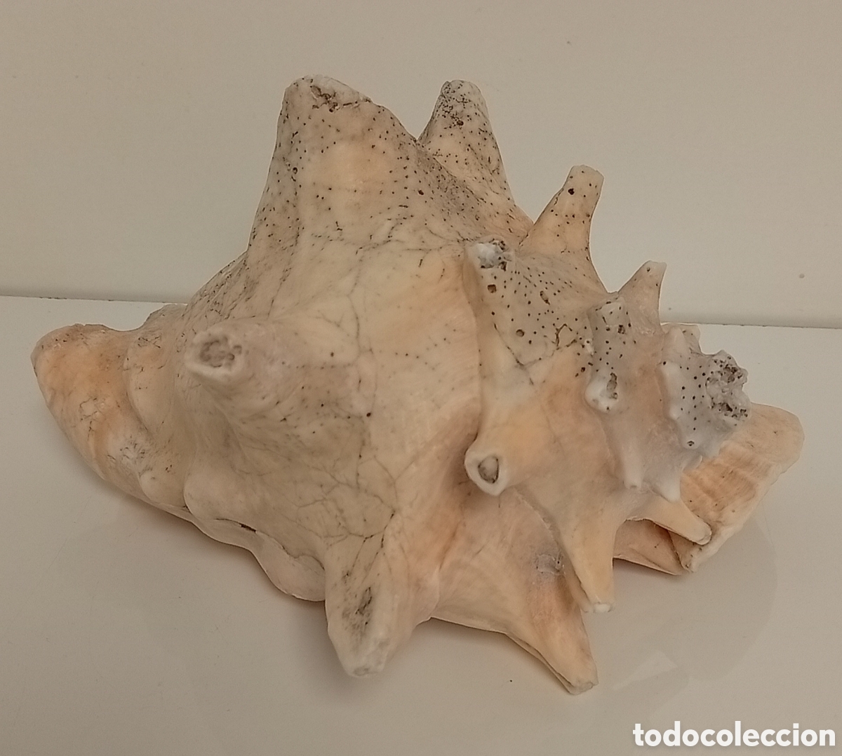 Antig&uuml;edades: CONCHA DECORATIVA CARACOLA ROSA O CASSIS