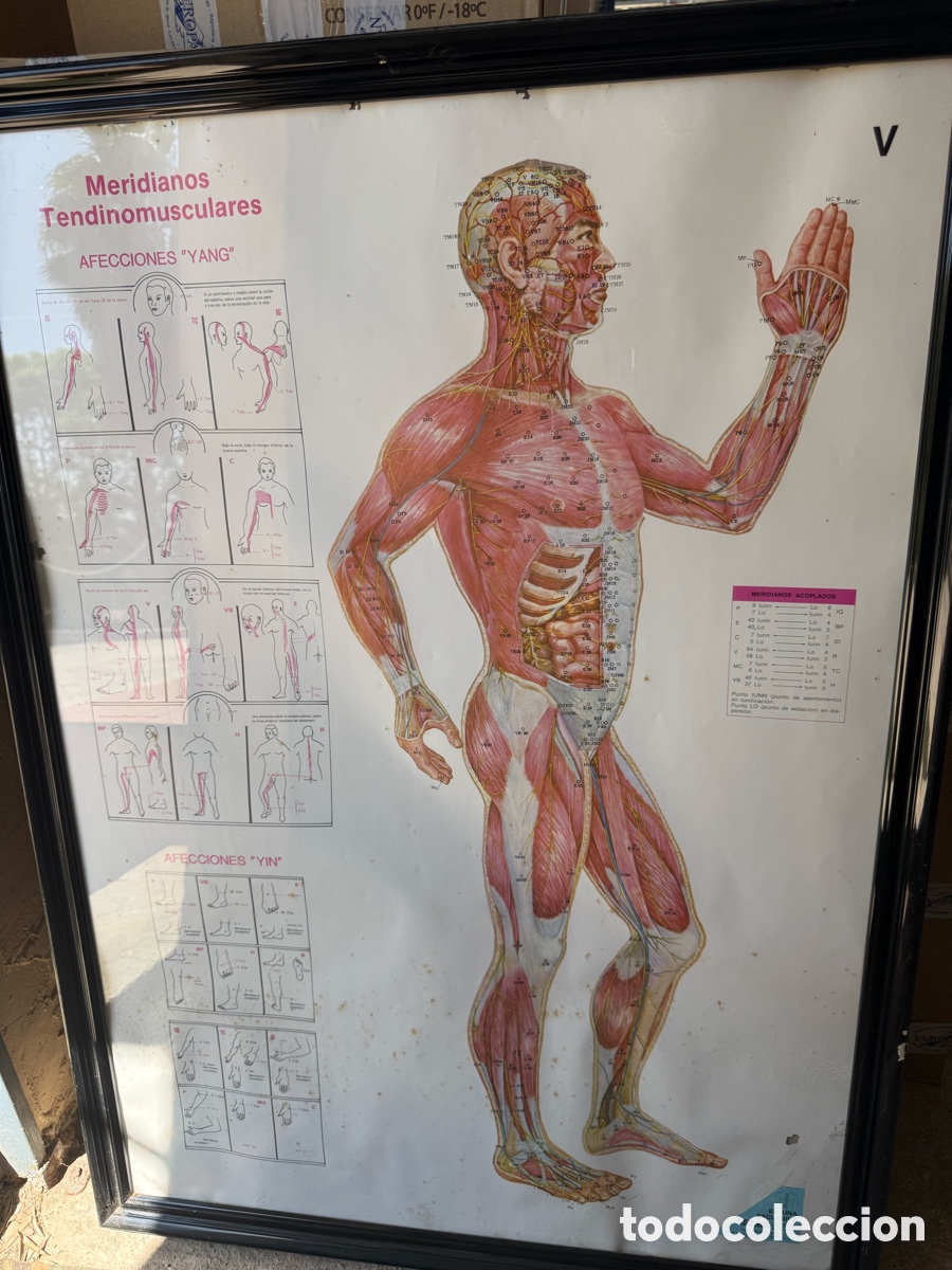 Antig&uuml;edades: Antigua lsmina medica,escolar de Gonlay!