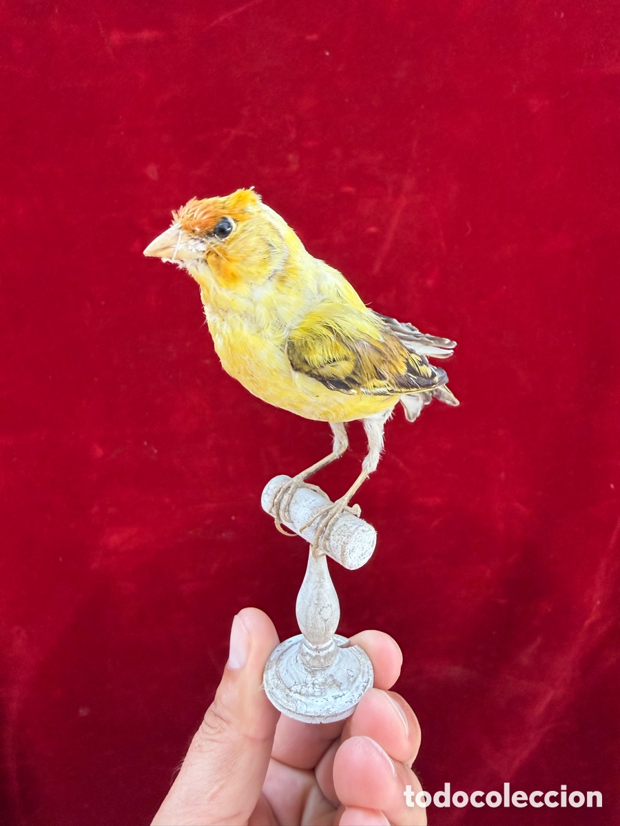 Antig&uuml;edades: Preciosa ave disecada(parece real)a&ntilde;os 20!