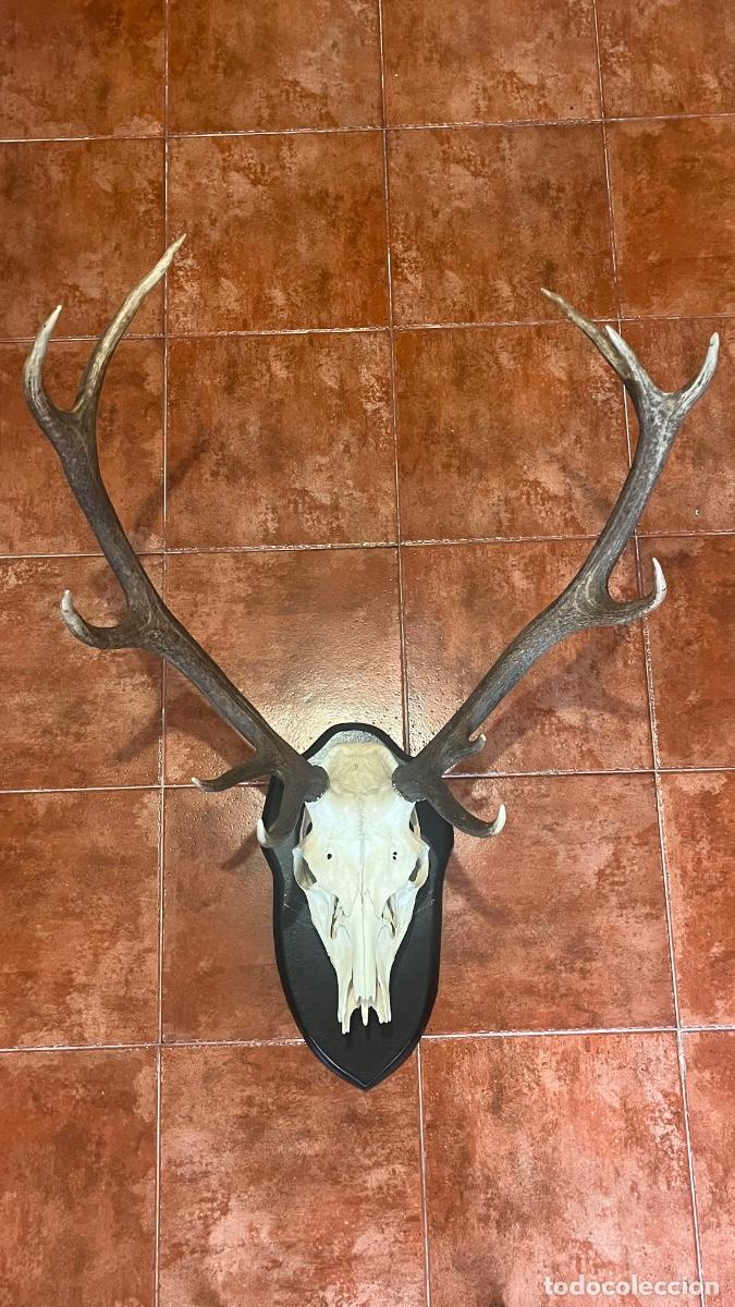 Antig&uuml;edades: Cabeza cr&aacute;neo asta cuernos caza ciervo venado gamo Taxidermia