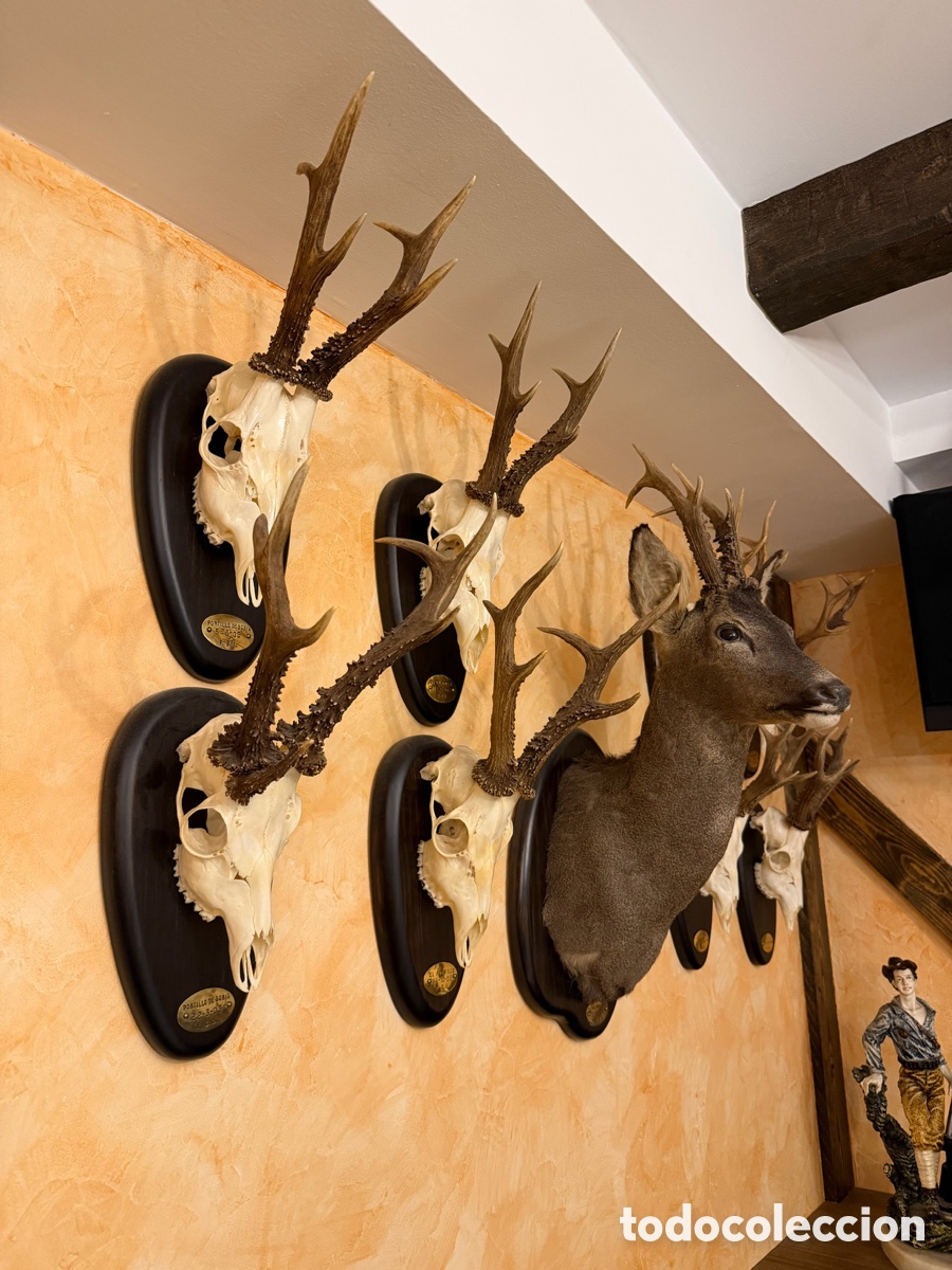 Antig&uuml;edades: Trofeos de ciervo (cr&aacute;neos con cornamenta) &ndash; varios disponibles &ndash; decoraci&oacute;n cineg&eacute;tica