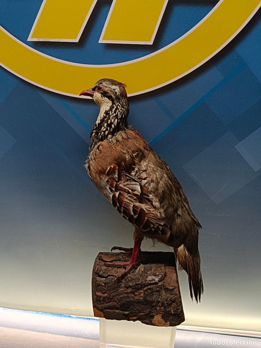 Antiques: Taxidermia, Perdiz Roja disecada, Ave - Decoraci&oacute;n R&uacute;stica