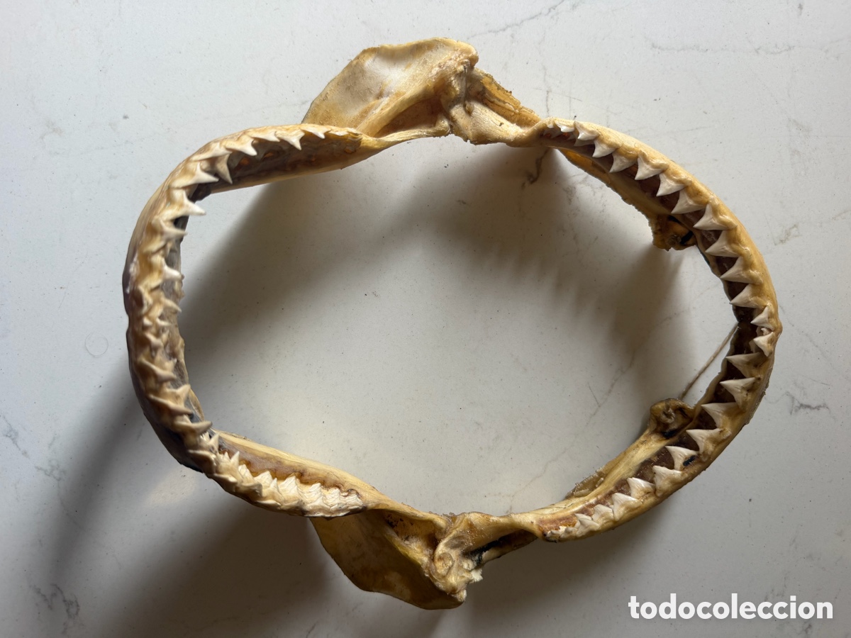 Antig&uuml;edades: Mand&iacute;bula de tibur&oacute;n aut&eacute;ntica - 27 x 27 cm