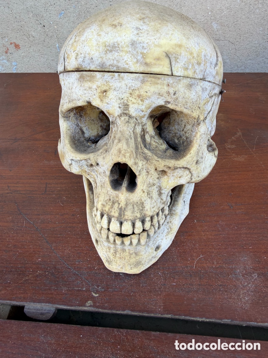 Antig&uuml;edades: Cr&aacute;neo humano hueso modelo anat&oacute;mico replica reproducci&oacute;n