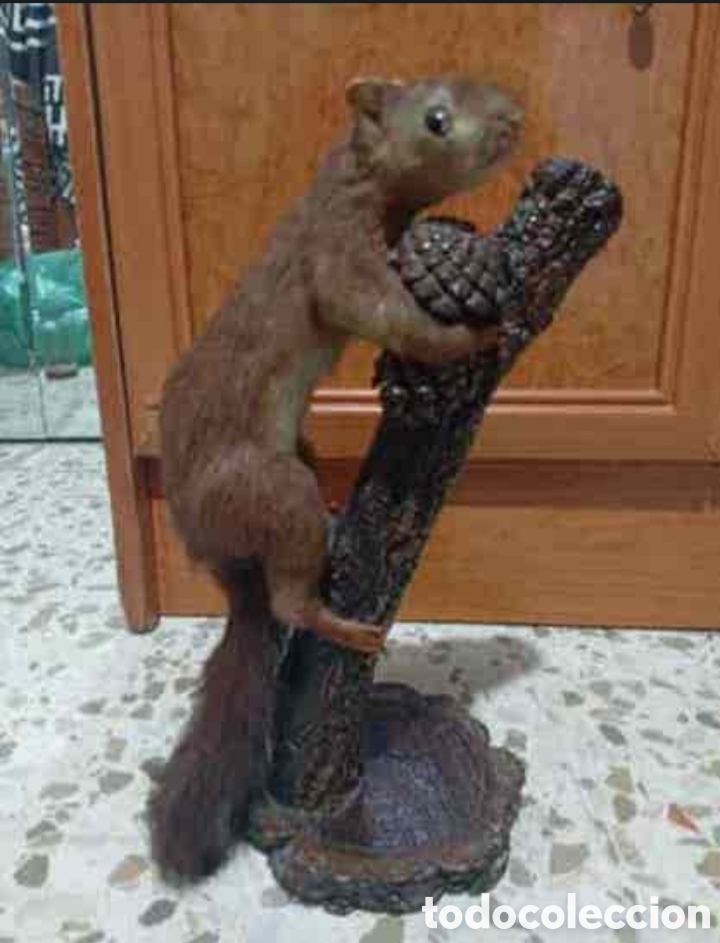 Antig&uuml;edades: Ardilla taxidermia en tronco