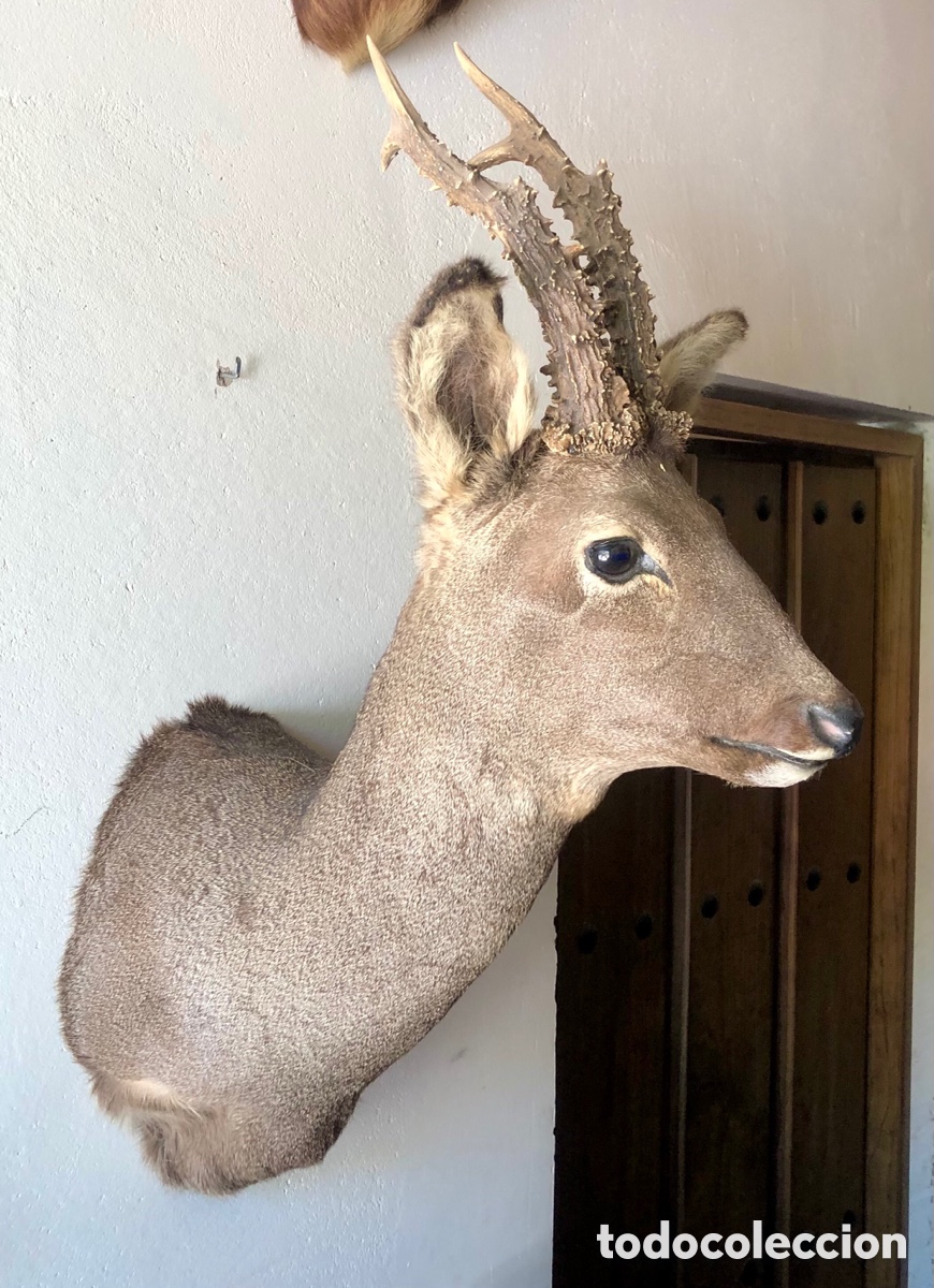 Antig&uuml;edades: Trofeo naturalizado de corzo - Foto 2