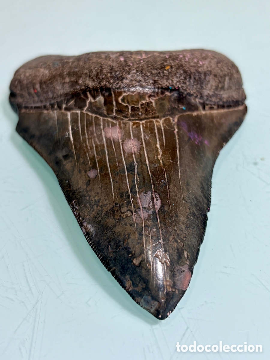 Antiquit&eacute;s: Gran diente f&oacute;sil de Megalod&oacute;n 13 cm &ndash; Otodus megalodon