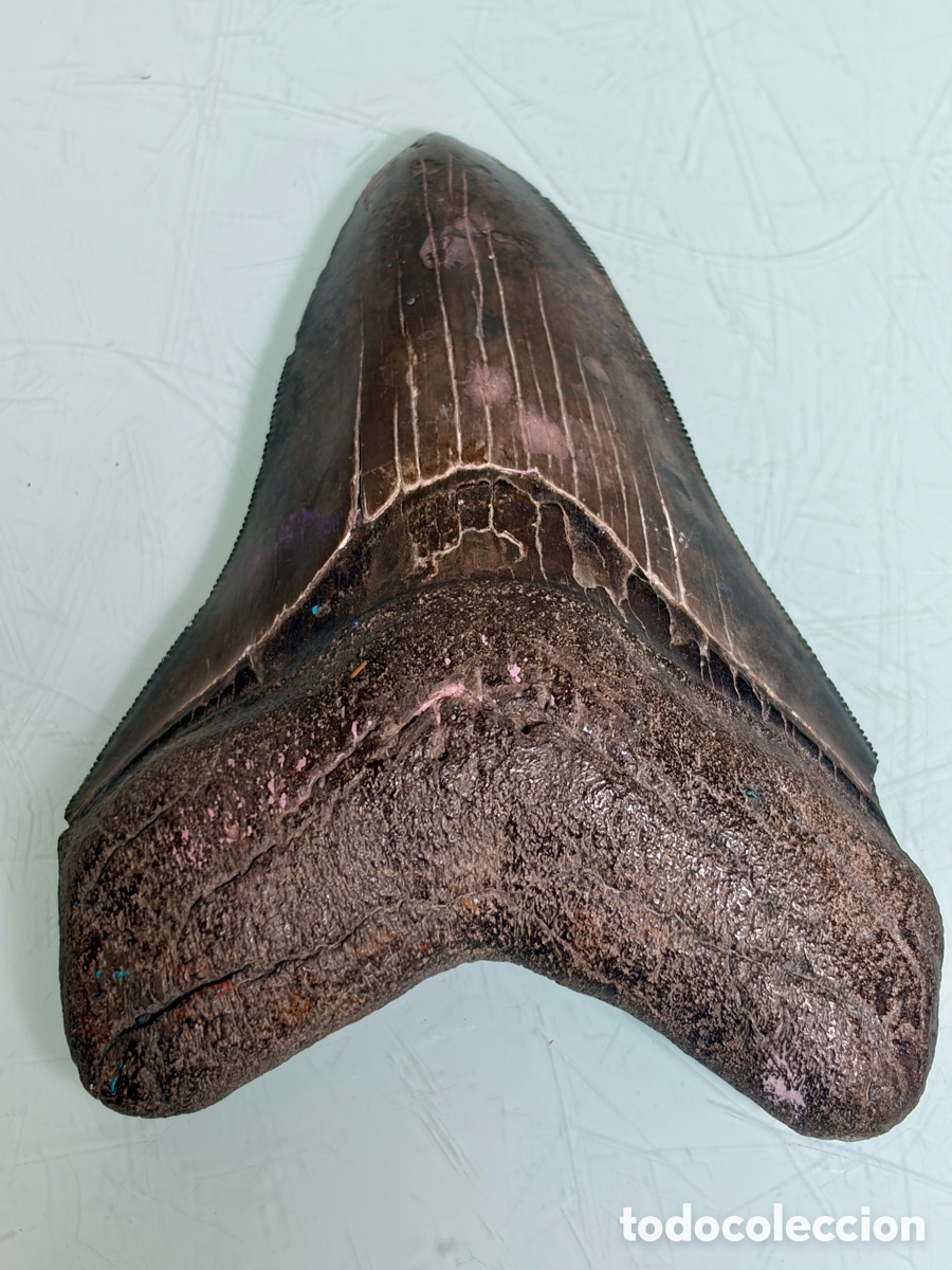 Antig&uuml;edades: Gran diente f&oacute;sil de Megalod&oacute;n 13 cm &ndash; Otodus megalodon