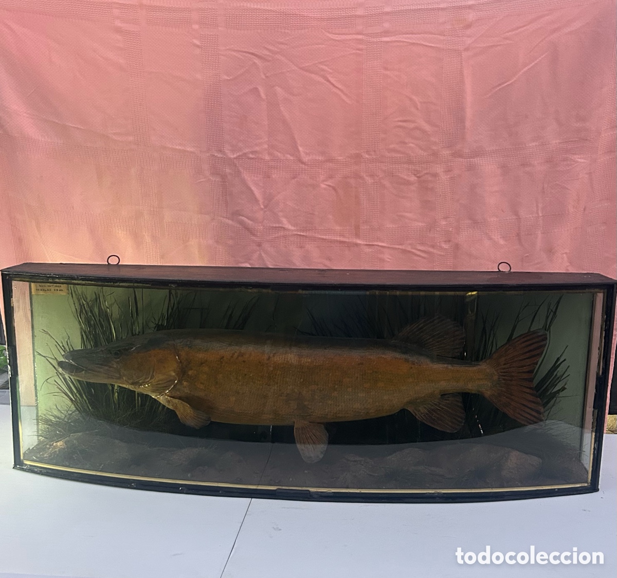 Antig&uuml;edades: Taxidermia Antigua de Pez Lucio en Urna de Cristal (A&ntilde;o 1922)
