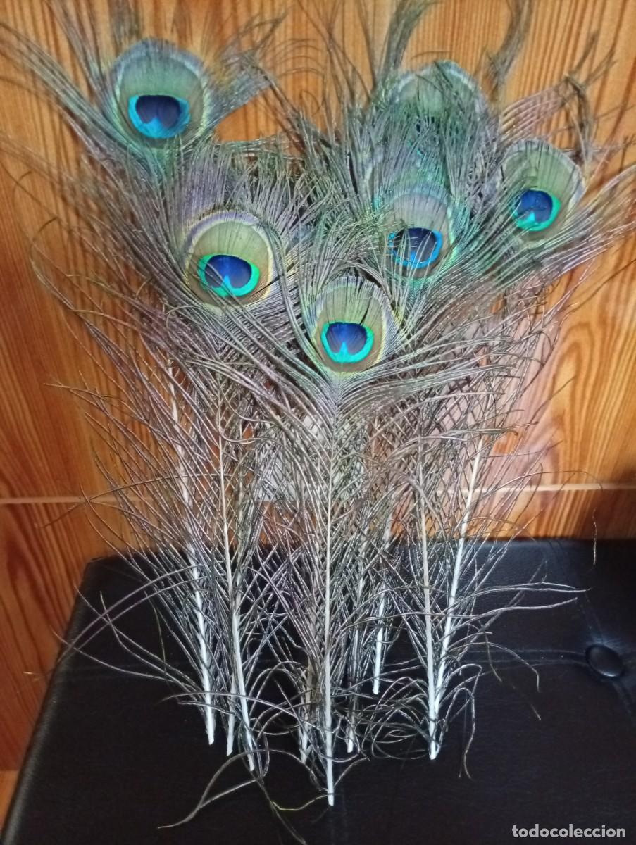 Antig&uuml;edades: plumas de pavo real 10 unidades