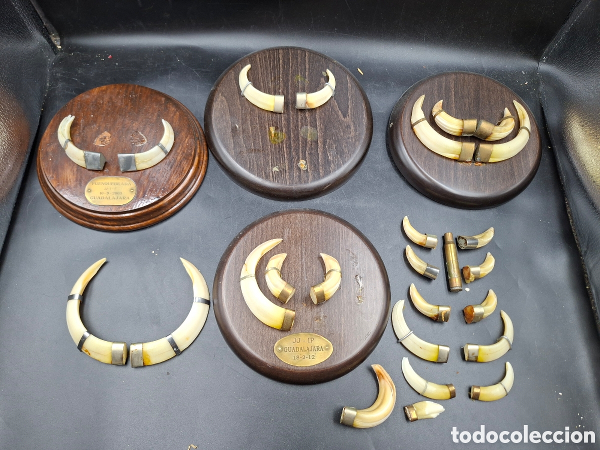 Antig&uuml;edades: Coleccion metopas y colmillos de jabali