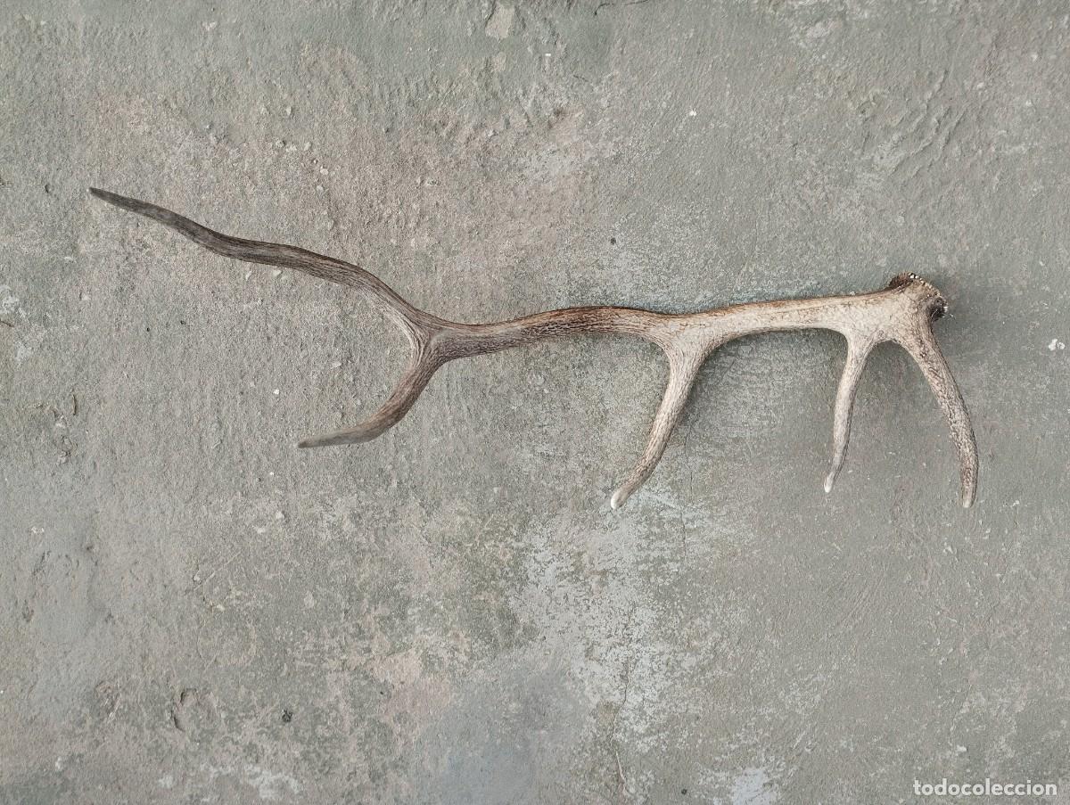 Antig&uuml;edades: cuerno asta venado ciervo - Foto 5