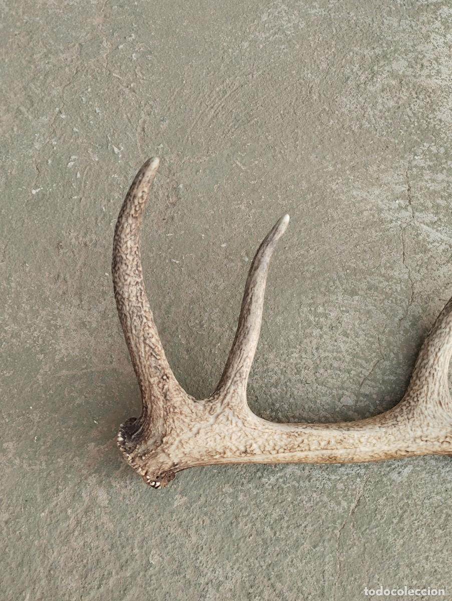Antig&uuml;edades: cuerno asta venado ciervo - Foto 6