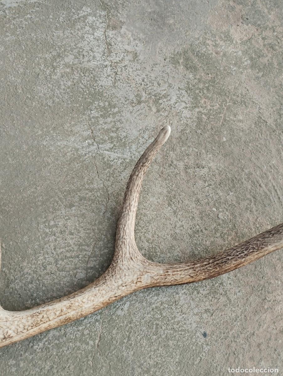 Antig&uuml;edades: cuerno asta venado ciervo - Foto 7