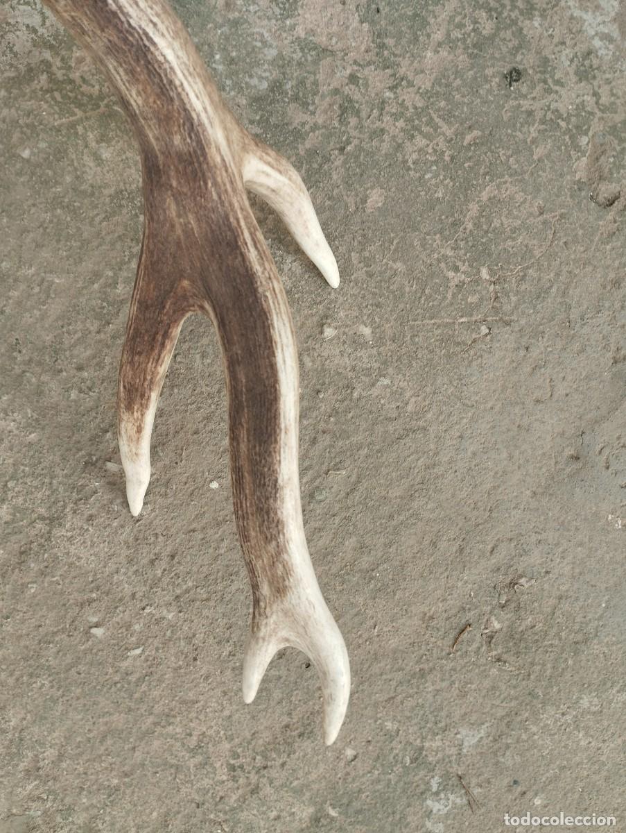 Antig&uuml;edades: cuerno asta venado ciervo - Foto 4