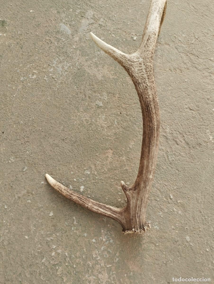 Antig&uuml;edades: cuerno asta venado ciervo - Foto 2