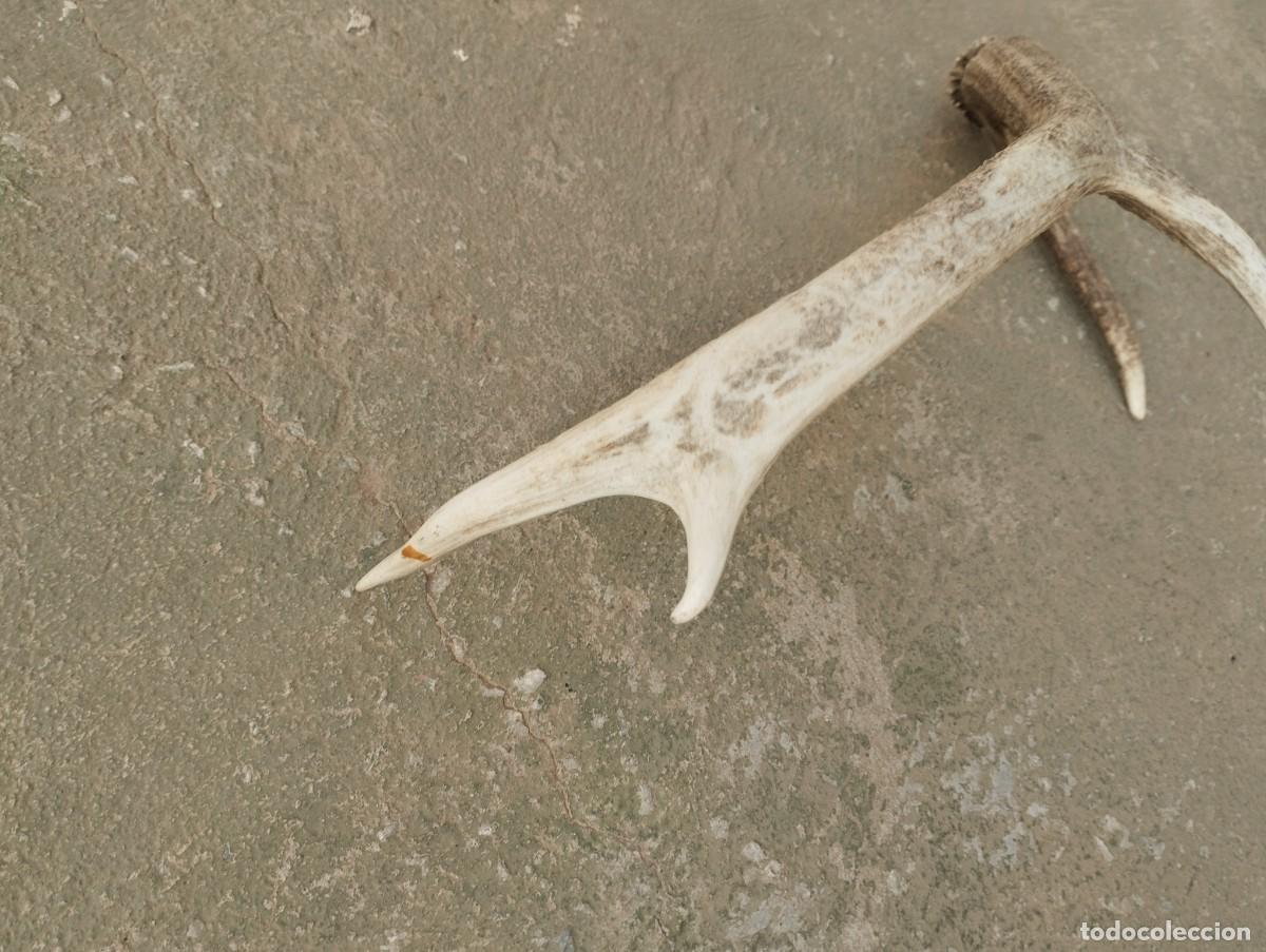 Antig&uuml;edades: cuerno asta venado ciervo - Foto 3
