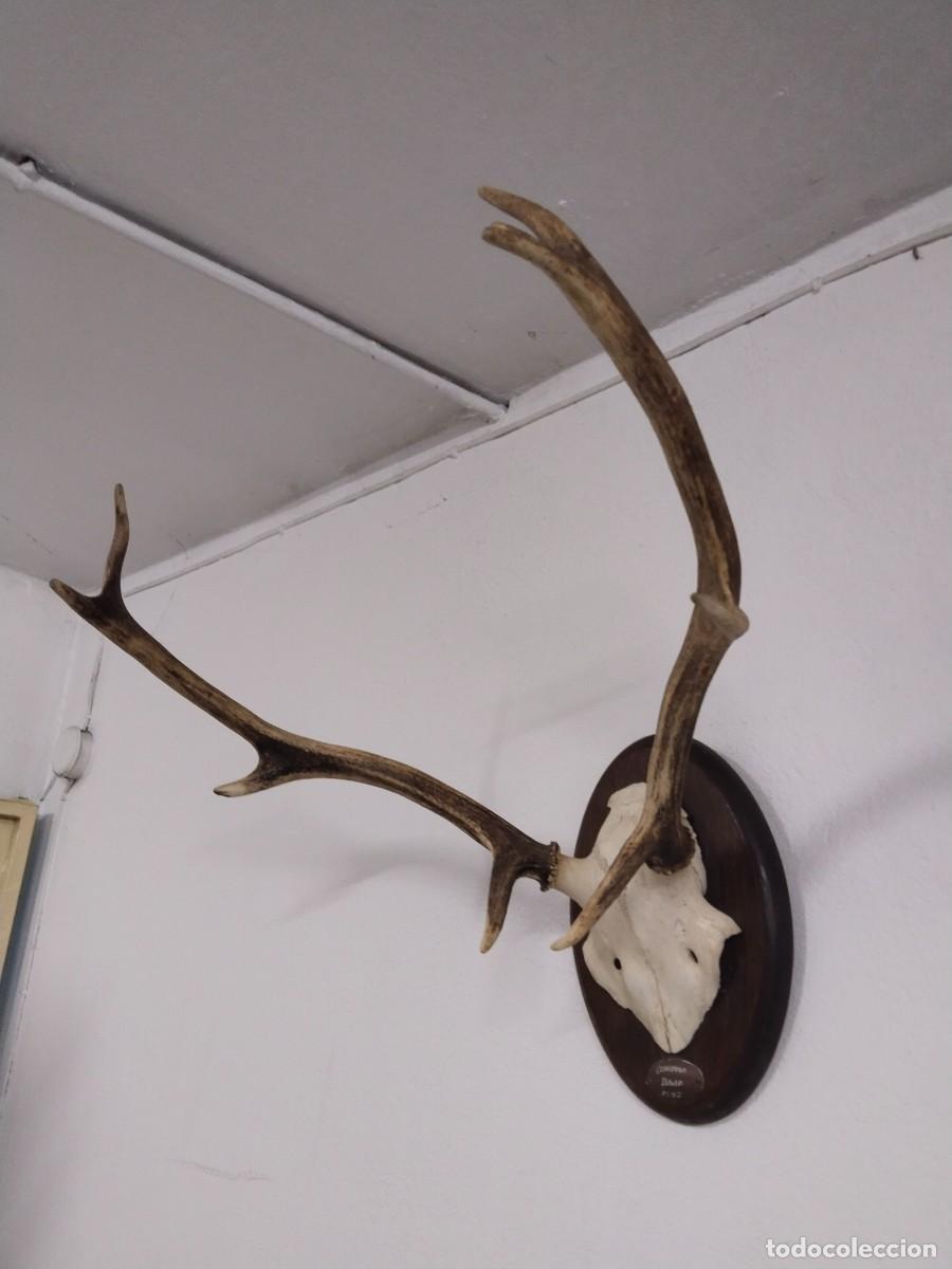 Antig&uuml;edades: Trofeo caza mayor. Ciervo venado