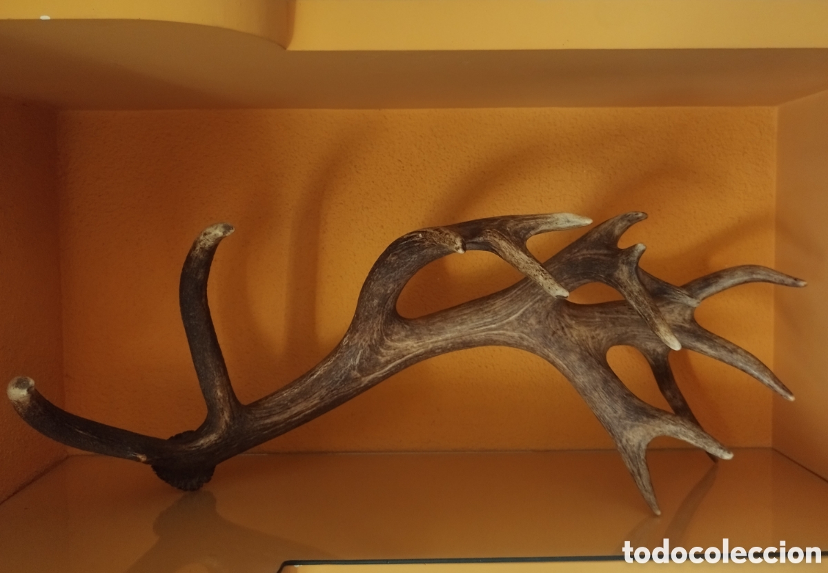 Antig&uuml;edades: TROFEO. DESMOGUE DE CIERVO. VENADO. CUERNA DERECHA. ENORME. 16 PUNTAS. VER