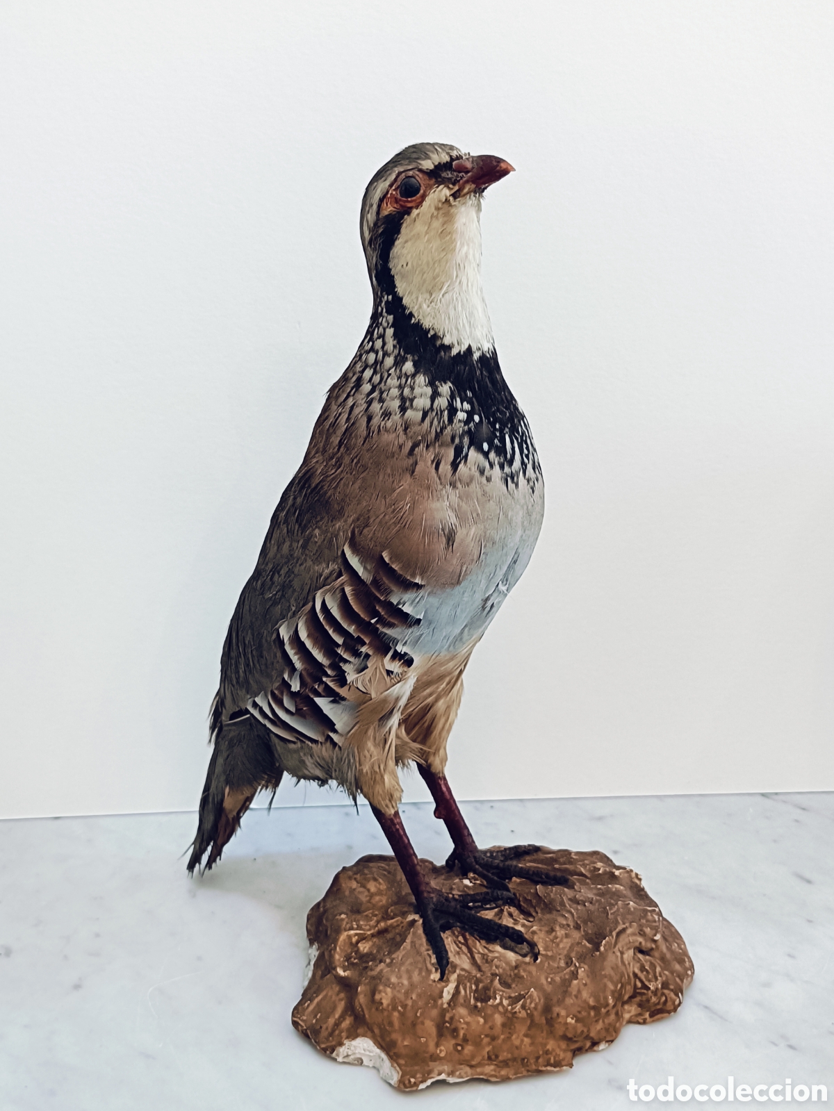 Antig&uuml;edades: TAXIDERMIA ANTIGUA. PERDIZ ROJA DISECADA