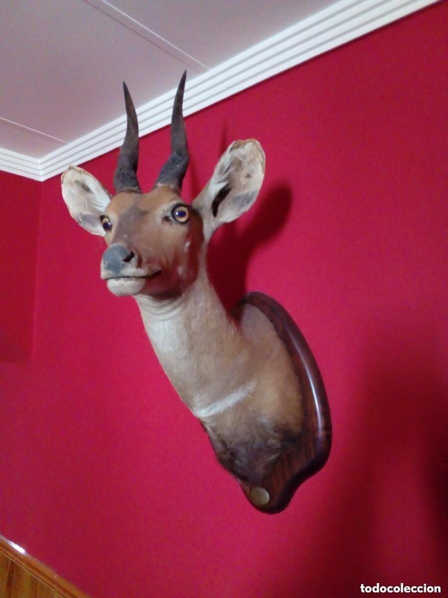 Antiquit&auml;ten: TAXIDERMIA-CABEZA DE GACELA