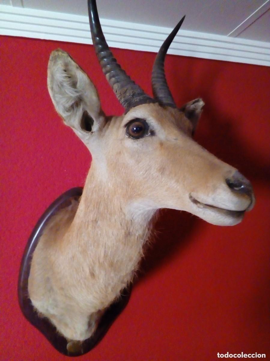 Antiquit&eacute;s: TAXIDERMIA-CABEZA DE GACELA