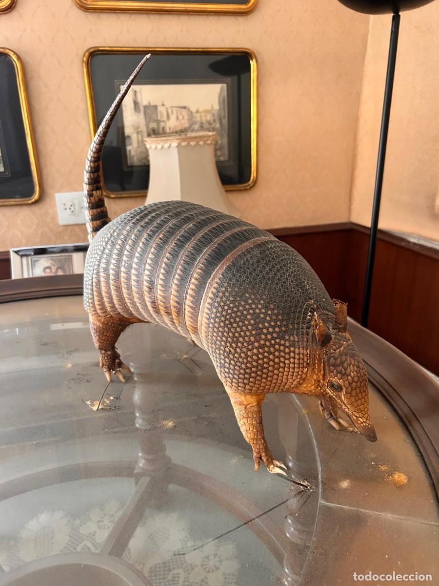 Antig&uuml;edades: ARMADILLO DISECADO muy antiguo
