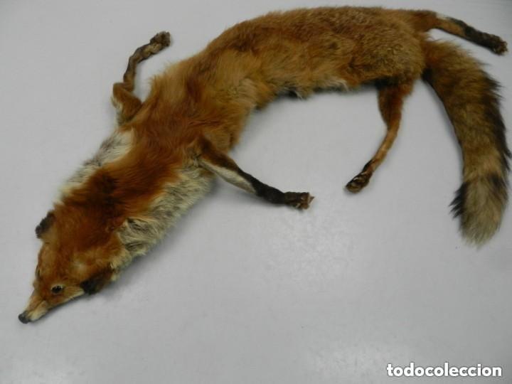 Antig&uuml;edades: ESTOLA DE PIEL NATURAL DE ZORRO