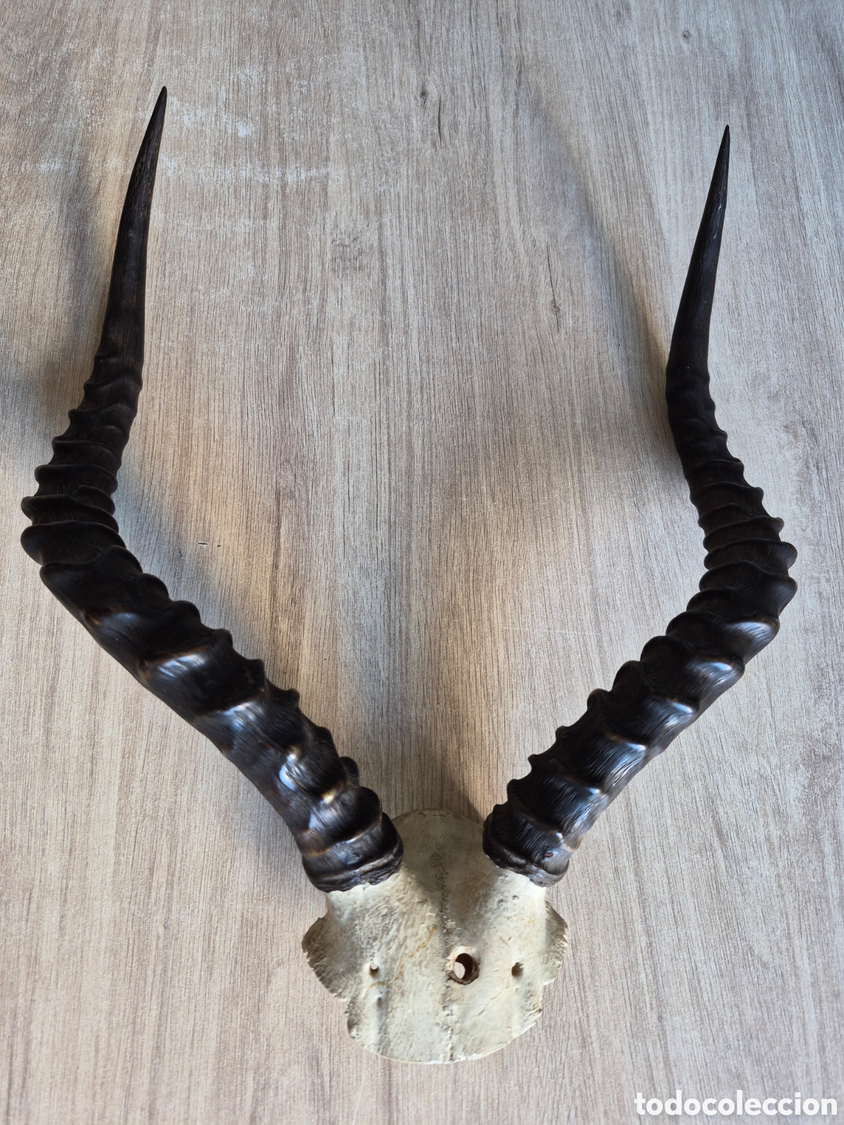 Antig&uuml;edades: Cuernos de Ant&iacute;lope Africano - Trofeo Caza &Aacute;frica - Taxidermia Decoraci&oacute;n - EXCELENTE .