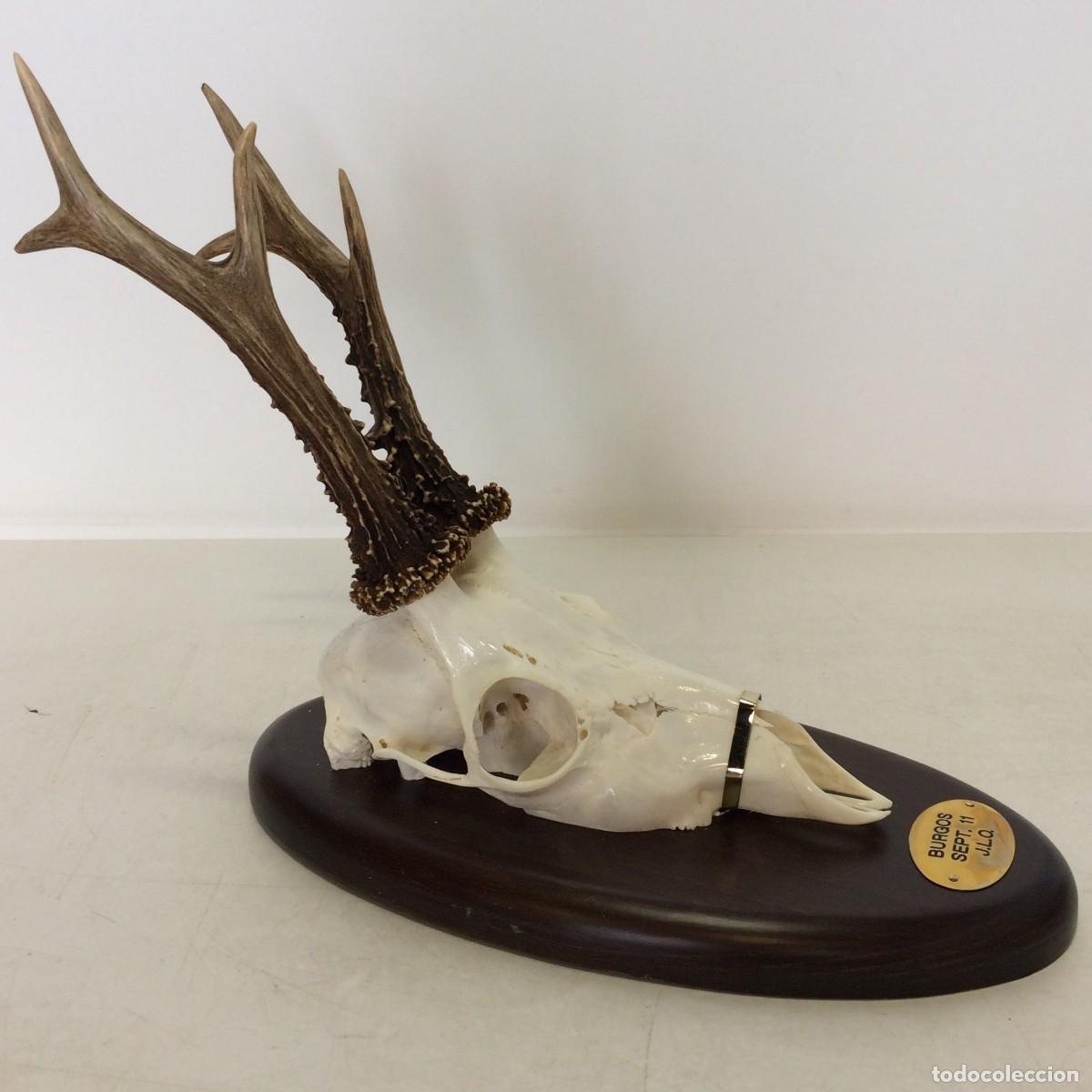 Antiques: Trofeo de Caza: Craneo de Corzo con Cuerna sobre Metopa de madera - Burgos Septiembre 2011
