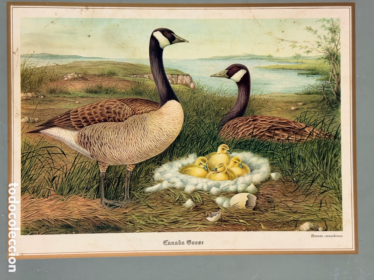Antig&uuml;edades: Salvamantel de Aves Antiguo - Foto 3