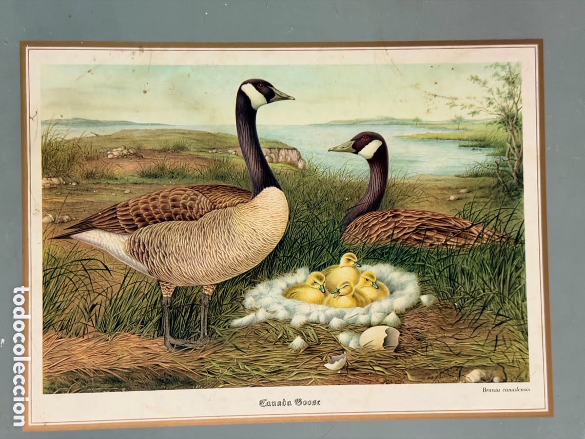 Antig&uuml;edades: Salvamantel de Aves Antiguo - Foto 4