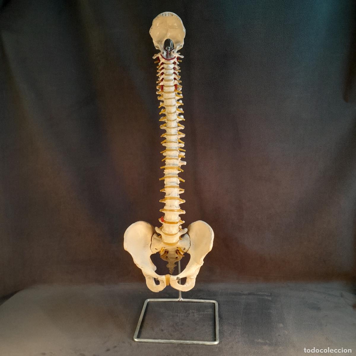 Antiquit&auml;ten: MODELO ANAT&Oacute;MICO DE COLUMNA VERTEBRAL CON PELVIS Y SOPORTE MET&Aacute;LICO. SIGLO XX