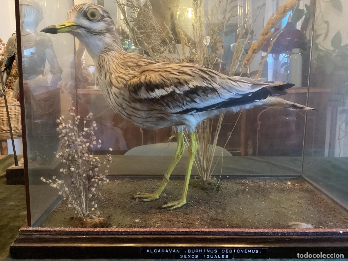 Antig&uuml;edades: TAXIDERMIA. ALCARAVAN NARURALIZADO EN URNA DE CRISTAL. ORNITOLOGIA. CAZA. PERFECTO.