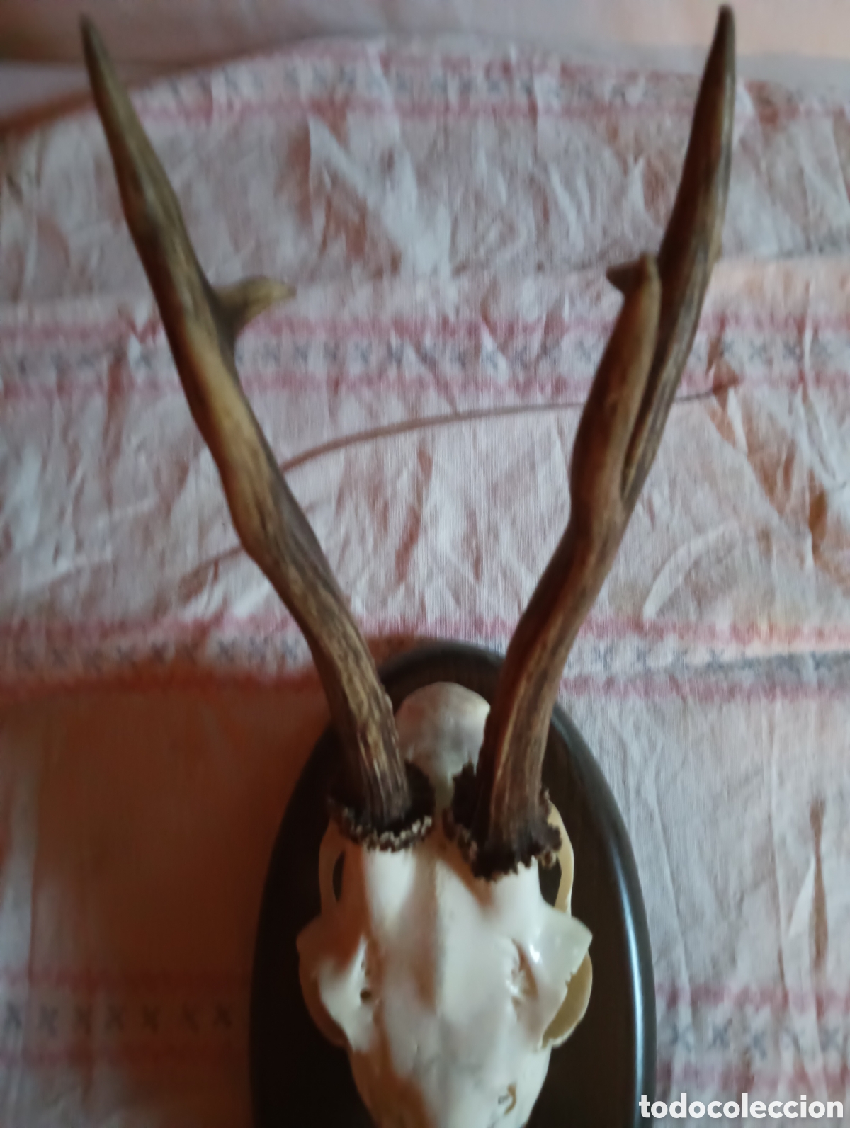 Antig&uuml;edades: Trofeo de corzo caza - Foto 3
