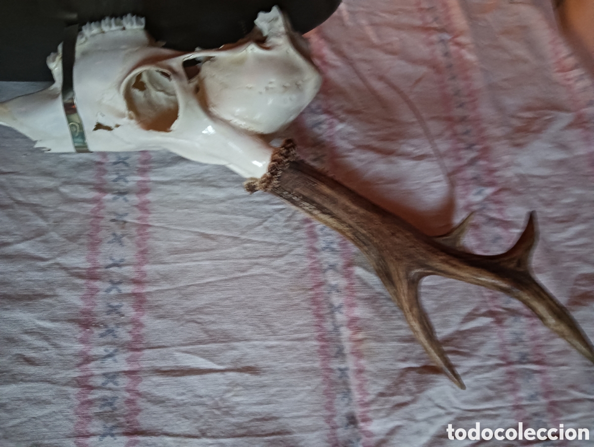 Antig&uuml;edades: Trofeo de corzo caza - Foto 4