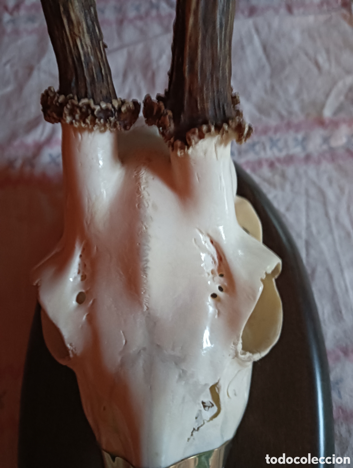 Antig&uuml;edades: Trofeo de corzo caza - Foto 5