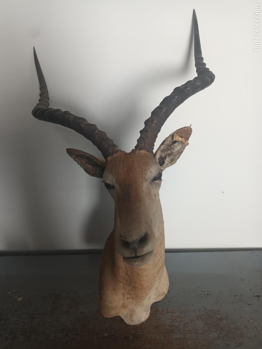 Antiques: CABEZA IMPALA TAXIDERMIA CAZA