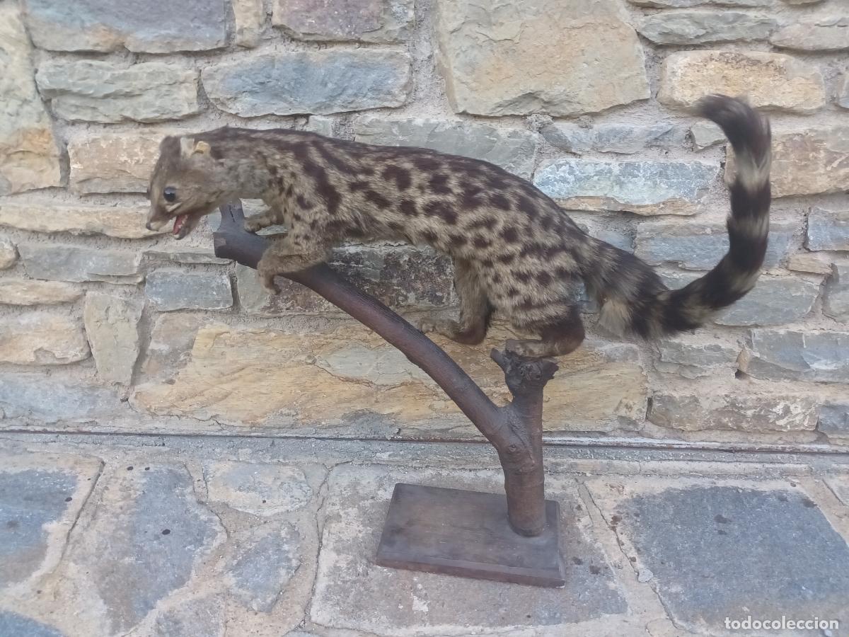 Antig&uuml;edades: GINETA TAXIDERMIA CAZA DISECADA
