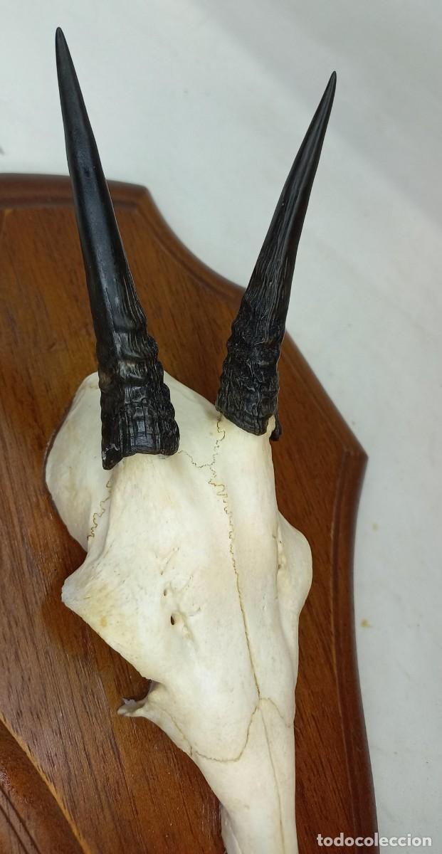 Antig&uuml;edades: TAXIDERMIA - CORNAMENTA AFRICANA DE ANTILOPE ORIBI