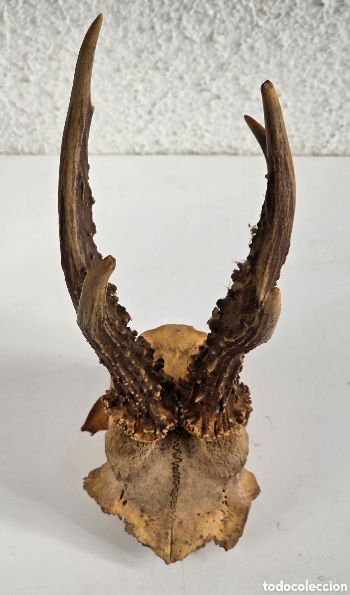 Antig&uuml;edades: Antiguas Cuernas de Corzo perladas con Cr&aacute;neo - Decoraci&oacute;n R&uacute;stica Caza Taxidermia