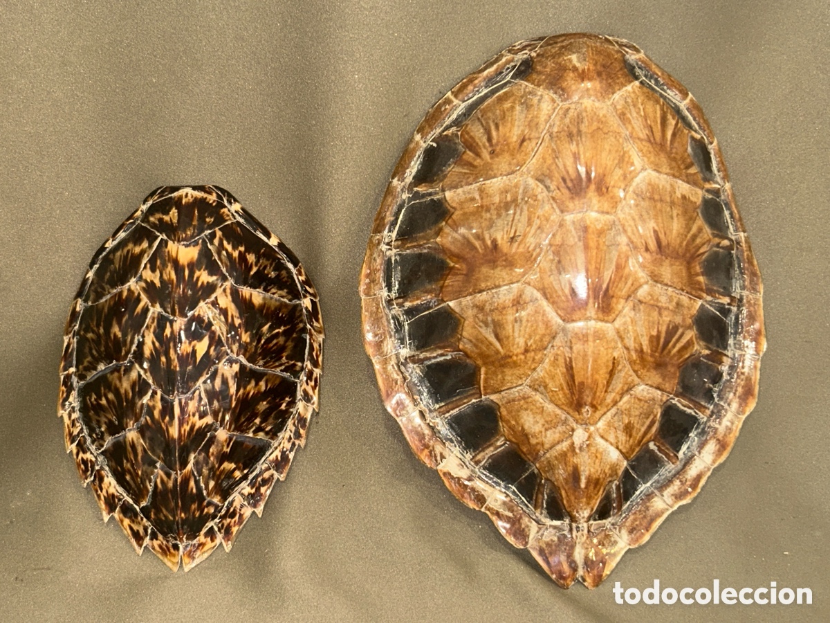Antig&uuml;edades: PAREJA DE CAPARAZONES TORTUGA CAREY* VER FOTOS*ANTIGUOS