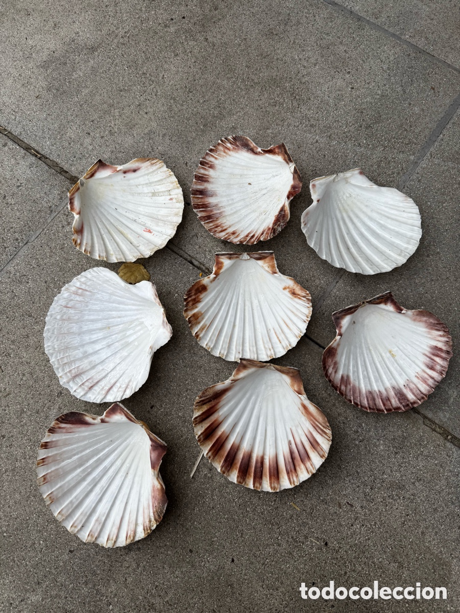 Antig&uuml;edades: Lote de 8 conchas de vieira naturales